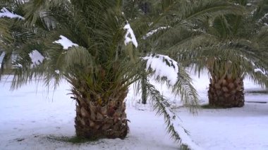 Leavs ve palmiye ağaçlarının karla kaplı
