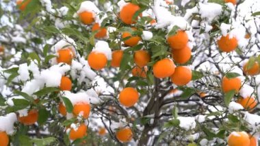 Portakal kar altında