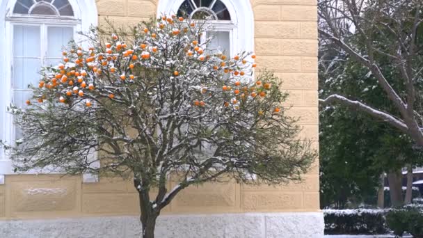 Oranges under the snow — Stock Video