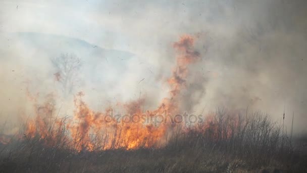 Огонь и дым, сухая трава горит — стоковое видео