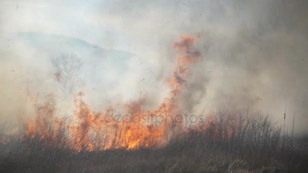 Feu et fumée, herbe sèche brûle — Video