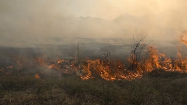 Огонь и дым, сухая трава горит — стоковое видео