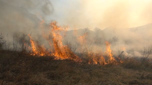 Feuer und Rauch, trockenes Gras brennt — Stockvideo