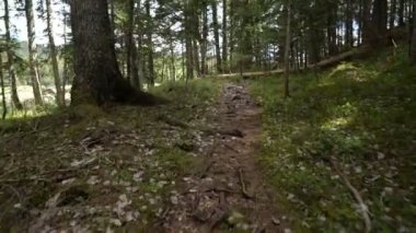 Ormanın içinden gelen ilk kişi görünümü