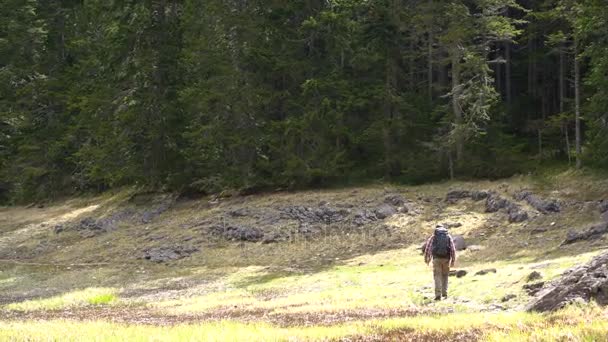 Resenär med en ryggsäck promenader genom skogen — Stockvideo