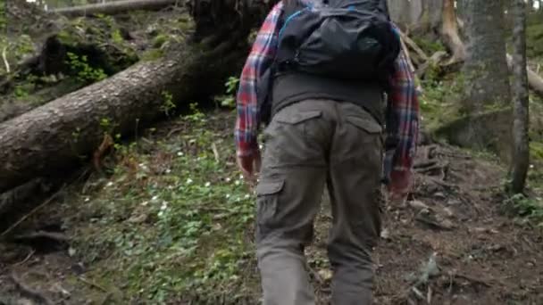 Traveler with a backpack walks through the forest — Stock Video