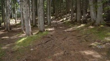 Ormanın içinden gelen ilk kişi görünümü