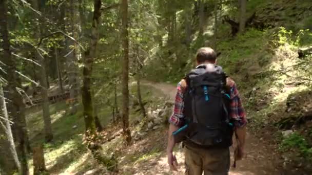 Cestovatel s batohem chodí lesem — Stock video