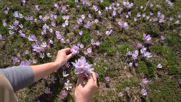 Man gathers wild crocuses — Stock Video