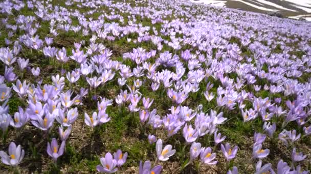 Prairie avec crocus dans les contreforts — Video