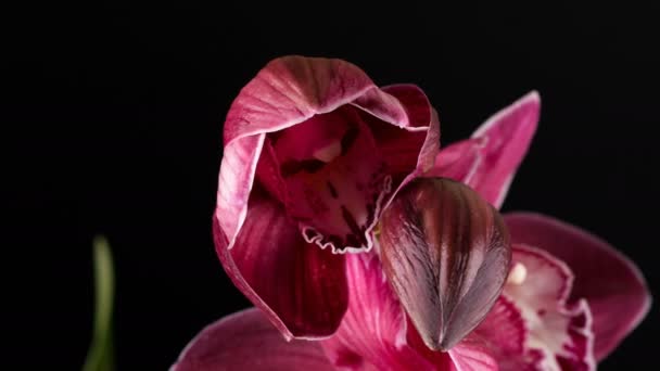 Cymbidium fleurs d'orchidée avec des feuilles isolées sur fond noir — Video