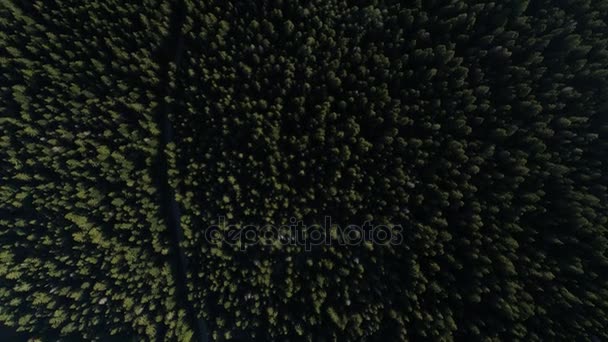 Vista aérea del bosque de abetos en Montenegro — Vídeo de stock