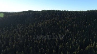 Karadağ'daki çam ormanının havadan görünümü