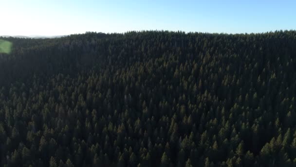 Vista aérea del bosque de abetos en Montenegro — Vídeo de stock