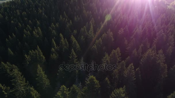 Vue aérienne de la forêt d'épinettes au Monténégro — Video