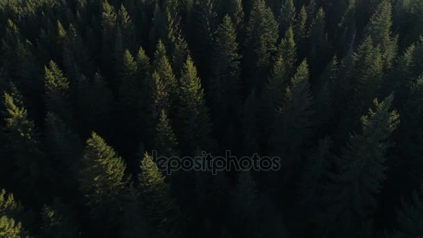 Вид с воздуха на еловые леса в Черногории — стоковое видео