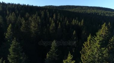 Karadağ'daki çam ormanının havadan görünümü