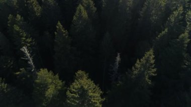 Karadağ'daki çam ormanının havadan görünümü