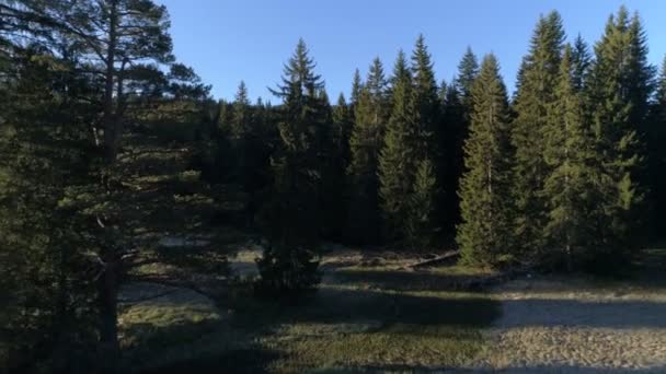 Luftaufnahme des Fichtenwaldes in Montenegro — Stockvideo