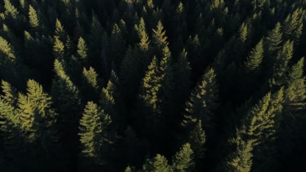 Vue aérienne de la forêt d'épinettes au Monténégro — Video