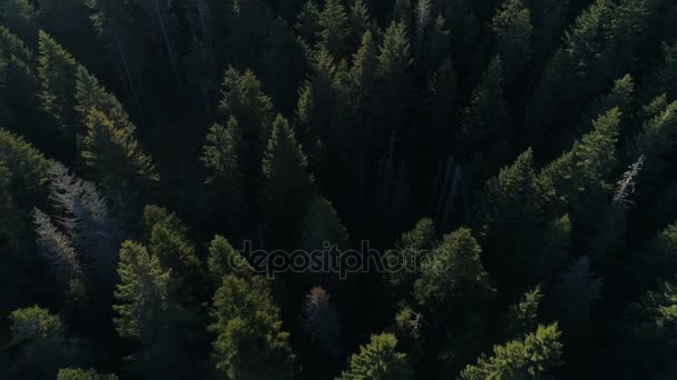 Widok z lotu ptaka z lasu świerkowego w Czarnogóra — Wideo stockowe