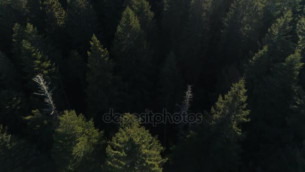 Αεροφωτογραφία του δάσος ερυθρελάτης στο Μαυροβούνιο — Αρχείο Βίντεο