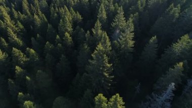 Karadağ'daki çam ormanının havadan görünümü