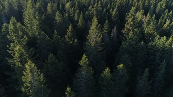 Widok z lotu ptaka z lasu świerkowego w Czarnogóra — Wideo stockowe