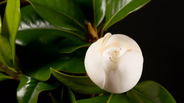 Blommande vit magnolia grandiflora — Stockvideo