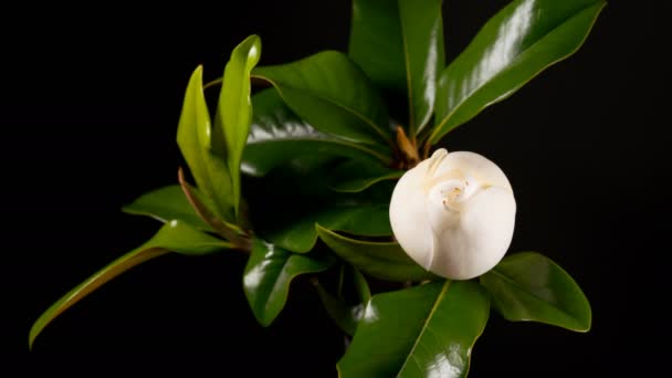 Beyaz magnolia grandiflora çiçeklenme — Stok video
