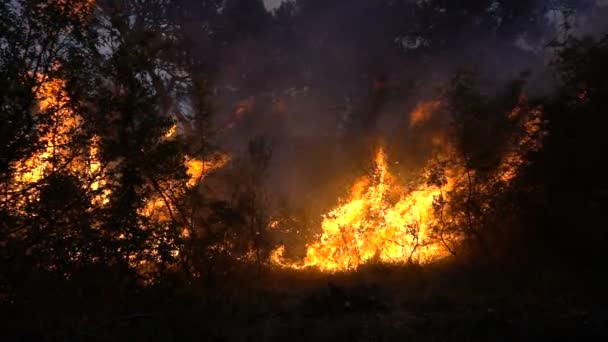 Alacakaranlıkta ormandaki ateş fırtınası — Stok video