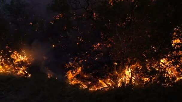 Πύρινη βροχή στο δάσος κατά το σούρουπο — Αρχείο Βίντεο