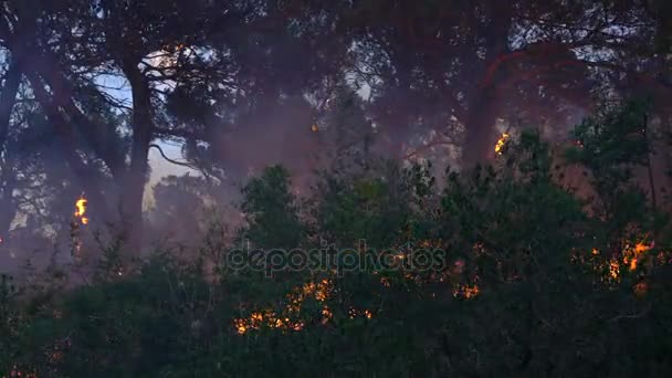 森の中の火の嵐 — ストック動画