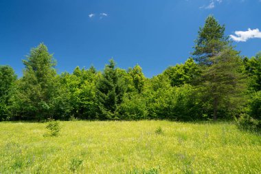 Yaz çayır ve mavi gökyüzü