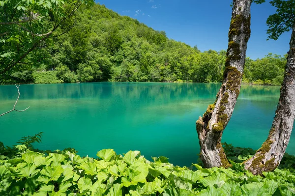 Plitvice lakes of Croatia - national park in summer — Stock Photo, Image