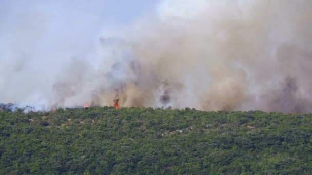 Burning bushes in the hills — Stock Video