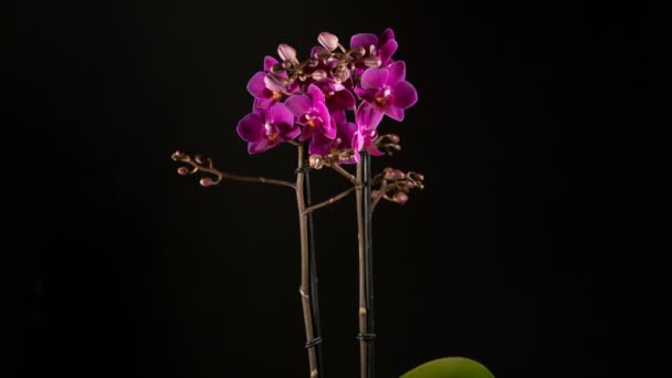 Flores de orquídea púrpura floreciendo sobre fondo negro — Vídeos de Stock