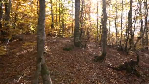 Berjalan di hutan musim gugur — Stok Video