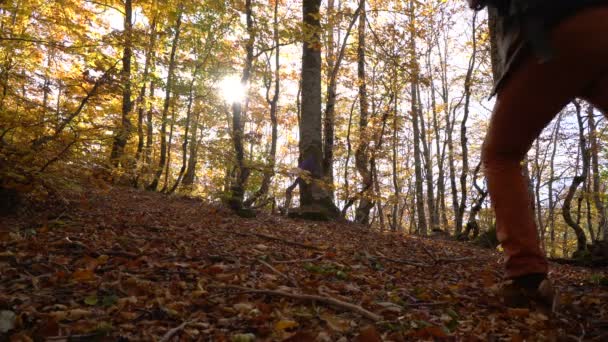 Caminar en el bosque de otoño — Vídeo de stock