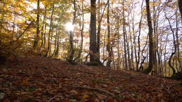 promenade dans la forêt d'automne