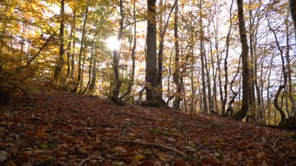 Прогулка в осеннем лесу — стоковое видео