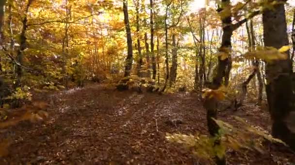 Caminar en el bosque de otoño — Vídeo de stock