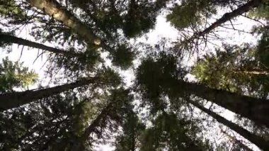 Sabah yürüyüşe Ladin ormanın içinde. Sonbahar dağlarda.