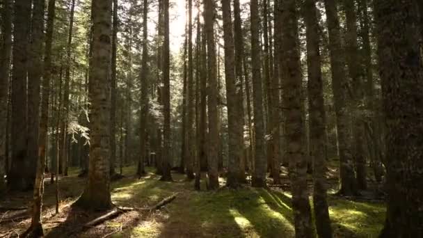 Morning walk in the spruce forest. Autumn in the mountains. — Stock Video