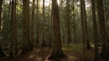 Sabah yürüyüşe Ladin ormanın içinde. Sonbahar dağlarda.