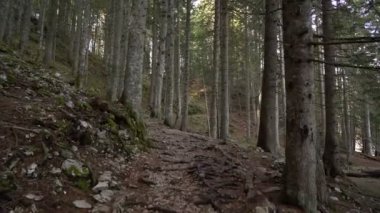 Sabah yürüyüşe Ladin ormanın içinde. Sonbahar dağlarda.