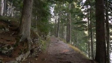 Sabah yürüyüşe Ladin ormanın içinde. Sonbahar dağlarda.