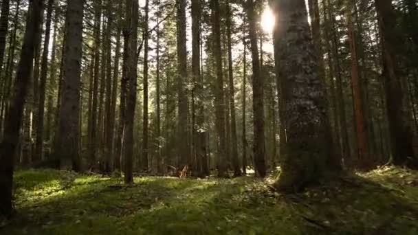 Paseo matutino por el bosque de abetos. Otoño en las montañas . — Vídeo de stock