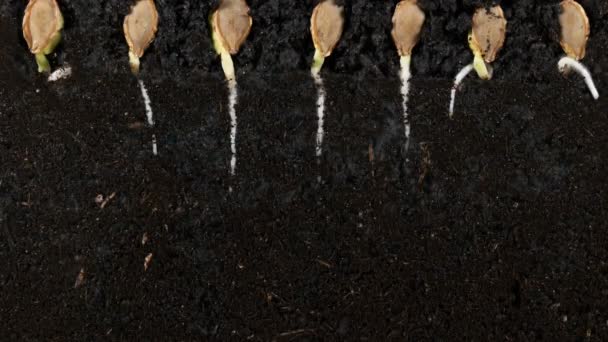 Прорастающие корни тыквенных семян под землей обет с корнями — стоковое видео