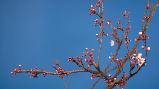 春葵粉红花朵开枝条 — 图库视频影像